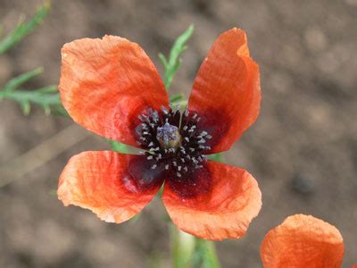 Detail kvetu maku siateho