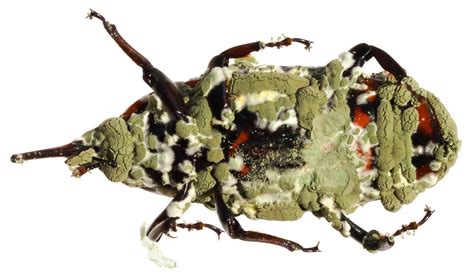 schéma pôsobenia huby Metarhizium anisopliae na koreňových škodcov