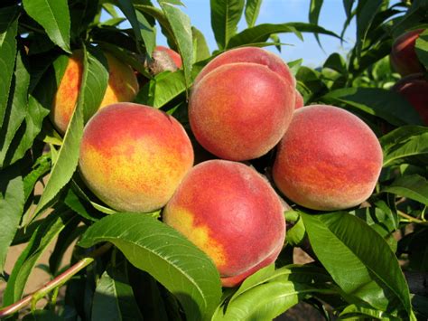 Schéma: Porovnanie obdobia zrenia broskyne Favorita Morettini s ostatnými skorými odrodami (napr. Redhaven)