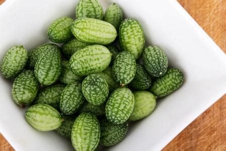 Tematické foto: Cucamelón - mexická uhorka