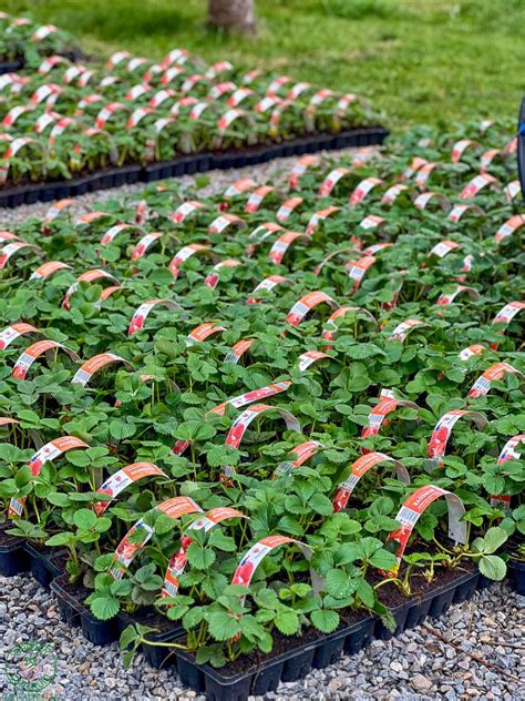 presná výsadba jahôd do riadkov s ukážkou správnej hĺbky sadenia