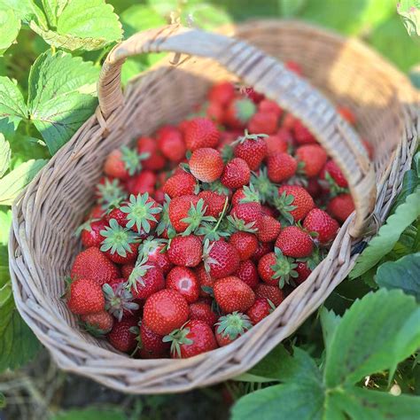 zrelé jahody pripravené na zber, chránené pred vtákmi sieťou