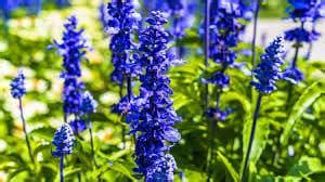 Koláž rôznych druhov kvetov stračonôžky Delphinium (modrá, fialová, biela, ružová)