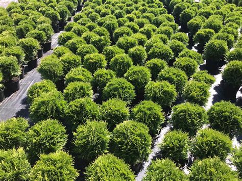 Fotografia tuje západnej Danica ako nízkeho, guľovitého kríka.