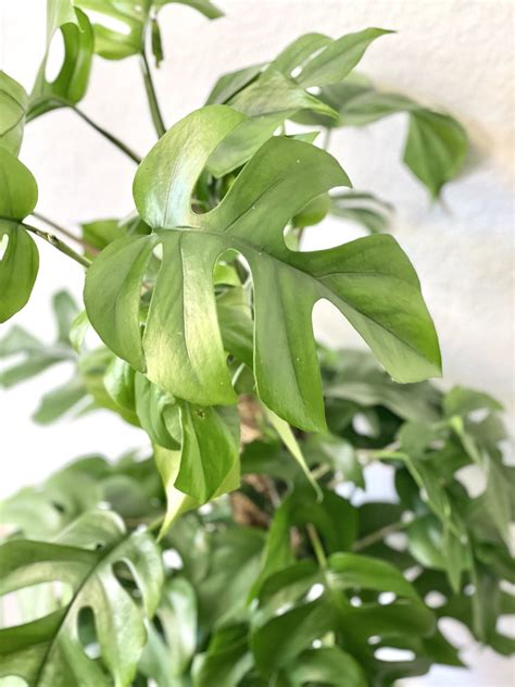 ilustračné foto popínavej rastliny s oporou