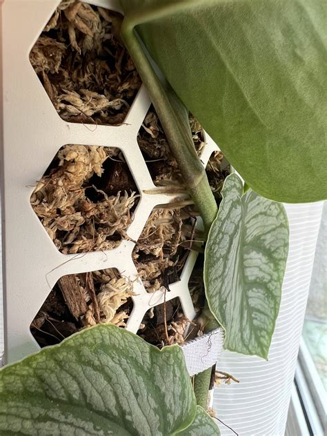 komparácia kokosovej a rašeliníkovej tyče