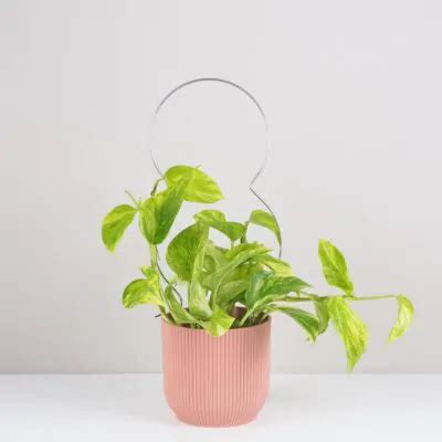 priehľadná oblúková opora pre izbové rastliny