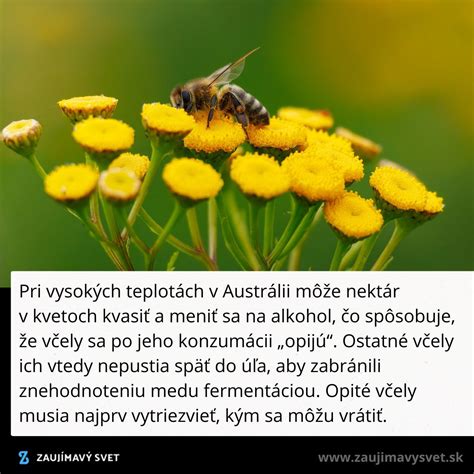 Záhon s opeľovačmi (včely, motýle) na žltých kvetoch