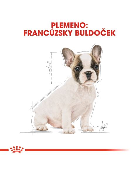Schéma anatómie a hlavných znakov exteriéru francúzskeho buldočka podľa štandardu FCI