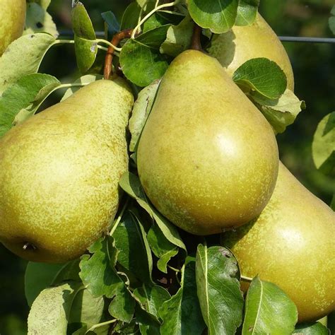 Fľaša s prípravkom FerrumOil a ovocný strom