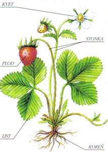 Detailná štruktúra kvitnúcej rastliny s vyznačenými samčími a samičími reprodukčnými orgánmi