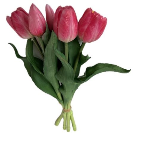 Ilustrácia kvetinových pukov klinčekovca