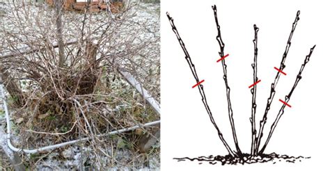 Ilustrácia znázorňujúca správny rez kríka ríbezlí