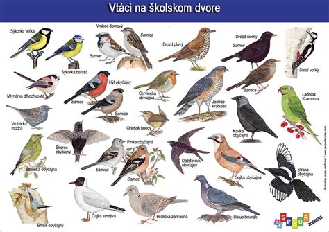 Kresba vtákov hniezdiacich v hlohyňovom plote
