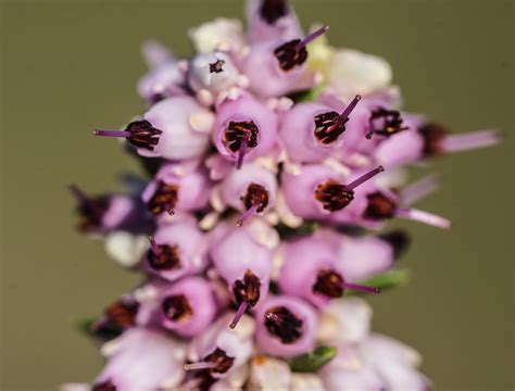 Detailná fotografia kvitnúceho vresovca pleťového (Erica carnea) v marci