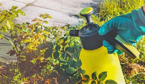 Ilustrácia rôznych metód aplikácie hnojív (posyp, zálievka, postrek na listy, zapracovanie do pôdy)