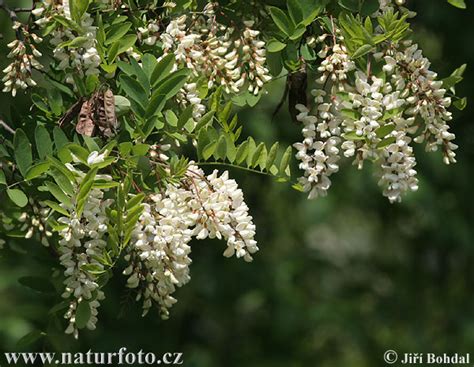 Tematické foto: Rozkvitnutý agát s včelami