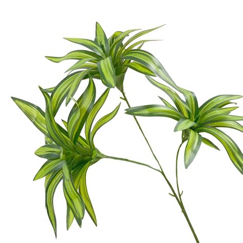 Ilustračná fotografia ozdobnice čínskej s typickými pruhovanými listami