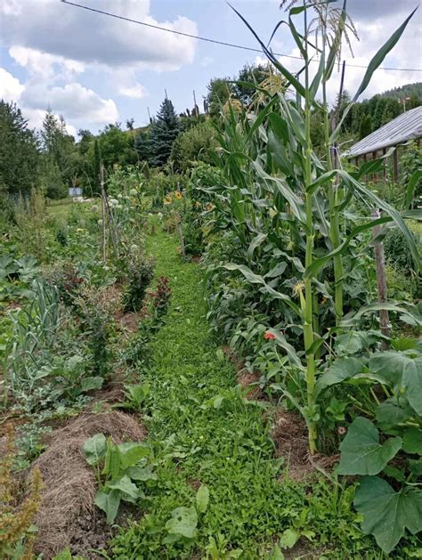 Schéma výsevu a pestovania kozlíka lekárskeho na záhone