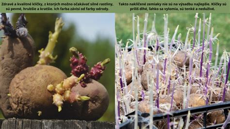 Infografika: Klasifikácia zemiakov podľa vegetačnej doby