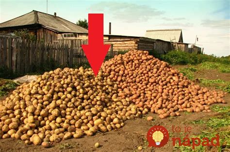 Tematické foto: Čerstvá úroda zemiakov