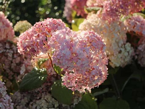 schéma správneho strihu rôznych druhov hortenzií