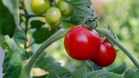 Tematické foto: zdravé a choré paradajky, záhradkár postrekuje rastliny v záhrade