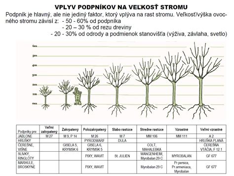 Schematické znázornenie podpníkov jabloní a ich vlastností