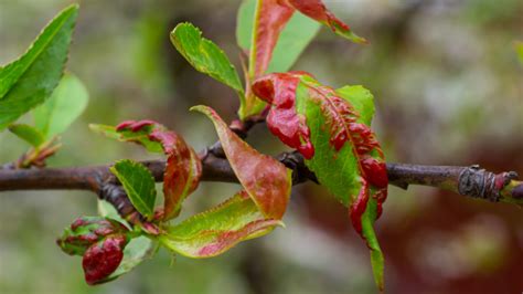 Ilustrácia kučeravosti broskýň na listoch