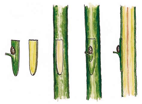 Schéma vrúbľovania a očkovania s vyznačením vrúbľa, očka a podpníka