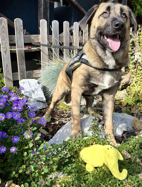 Fotografia správne odobraných a uskladnených vrúbľov v igelitovom vrecúšku