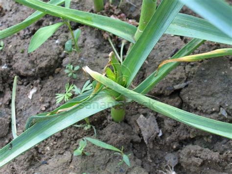 Detail poškodenia listov cesnaku fúzavkou