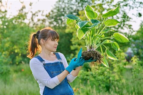 Schéma znázorňujúca hlavné metódy množenia orchideí: delenie trsov, tvorba keiki a laboratórne množenie in vitro.