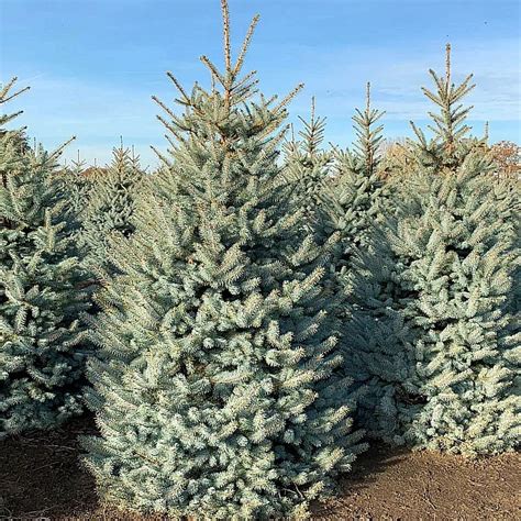 Ilustrácia strieborného smreka s charakteristickými modro-zelenými ihlicami a kužeľovitou korunou.