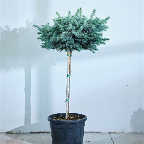 Štruktúra guľovitého smreka ´Glauca Globosa´ s krátkym kmienkom a hustou modro-zelenou korunou.