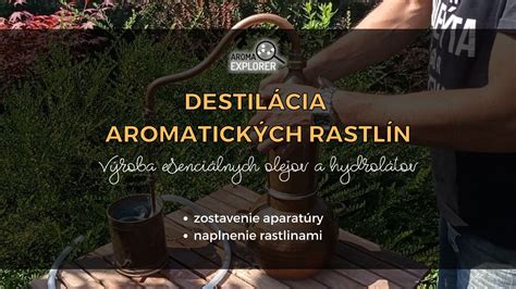 Schéma získavania oreganového oleja: parná destilácia listov a kvetov versus macerácia v nosnom oleji.