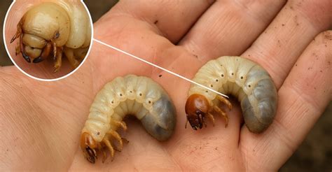 Ilustrácia chrobáka krasoňa a jeho larvy