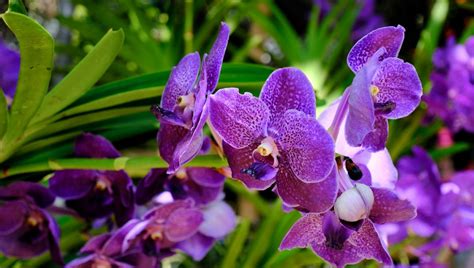 Tematické foto: Zdravá kvitnúca orchidea v optimálnom prostredí