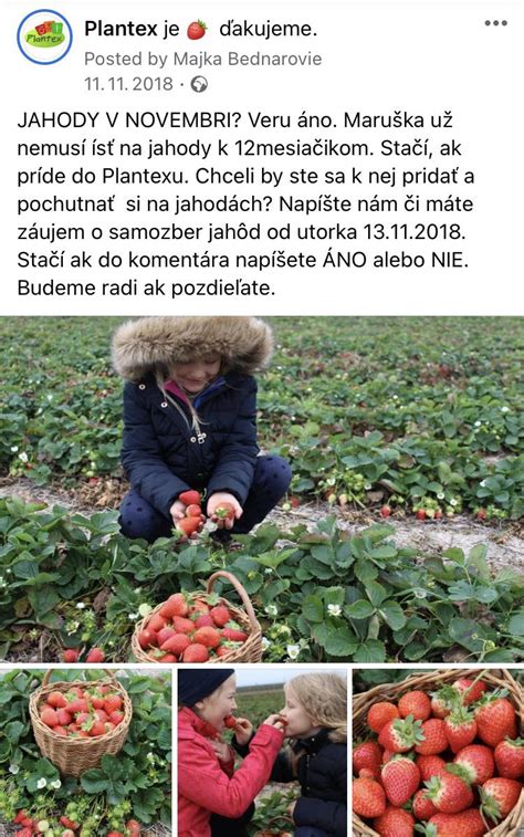 Infografika znázorňujúca správnu hĺbku sadenia jahody (srdiečko v úrovni pôdy)