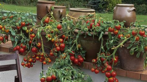 fotografia paradajok s hnojenými listami