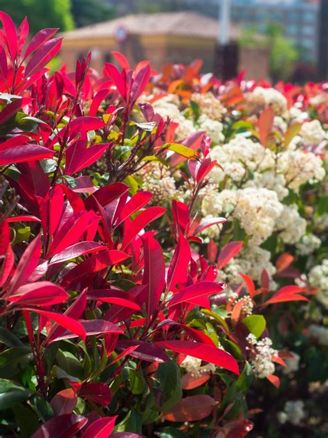 Záhrada s dominantnými červenolistými kríkmi ako Photinia alebo Berberis pre vizuálny kontrast