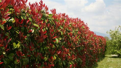 Schéma rezu a tvarovania červienky (Photinia) pre hustý živý plot