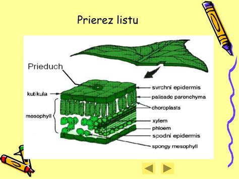 Schéma vstrebávania živín cez prieduchy listu viniča pri foliárnej aplikácii