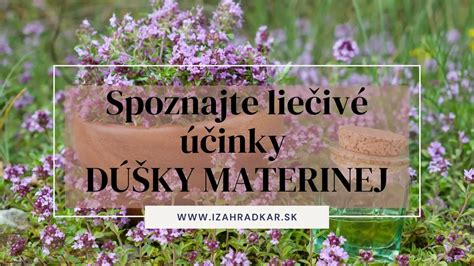 Schéma sušenia byliniek v malých zväzkoch v dobre vetranom a tienistom prostredí.