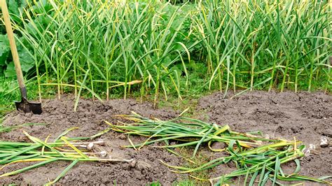 Schéma správneho zberu cesnaku podľa stavu vňate a kvetných stvolov
