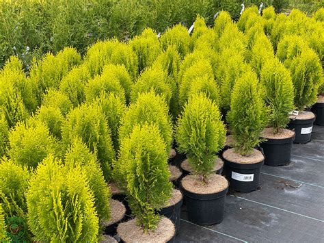 Tuja pestovaná v dekoratívnom črepníku