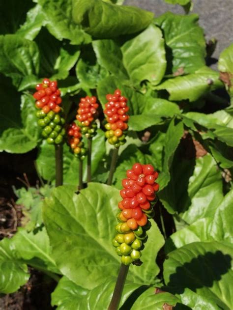 fotografia Arum maculatum so škvrnitými listami