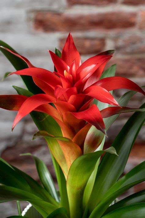 Tematické foto Guzmánie v interiéri