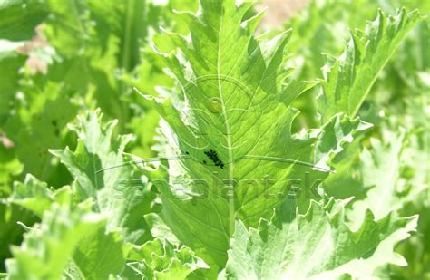 Detailný záber na kolóniu vošiek na spodnej strane listu bôbu