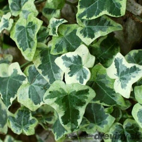 rôzne druhy brečtanu rastúce na múre